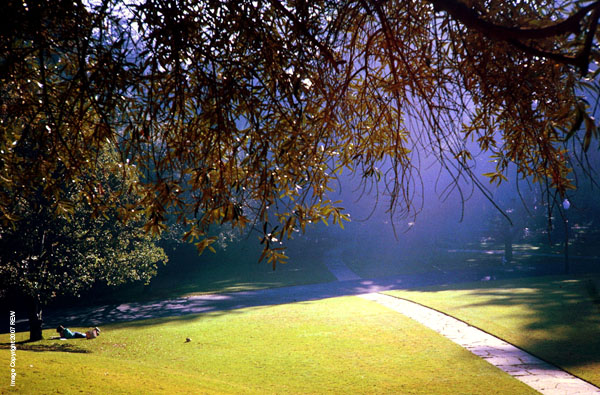 Sunday_Morning_Faculty_Glade