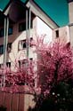 Phi_Mu_House_in_the_Spring