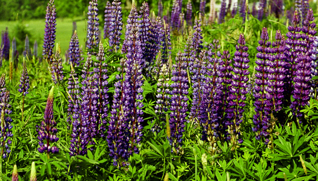 Lupine, Oakland, NS