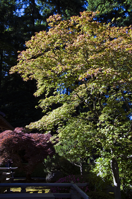 187_new_B_DSC_0155