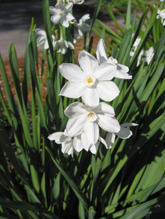 Narcissus