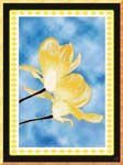 Yellow magnolias